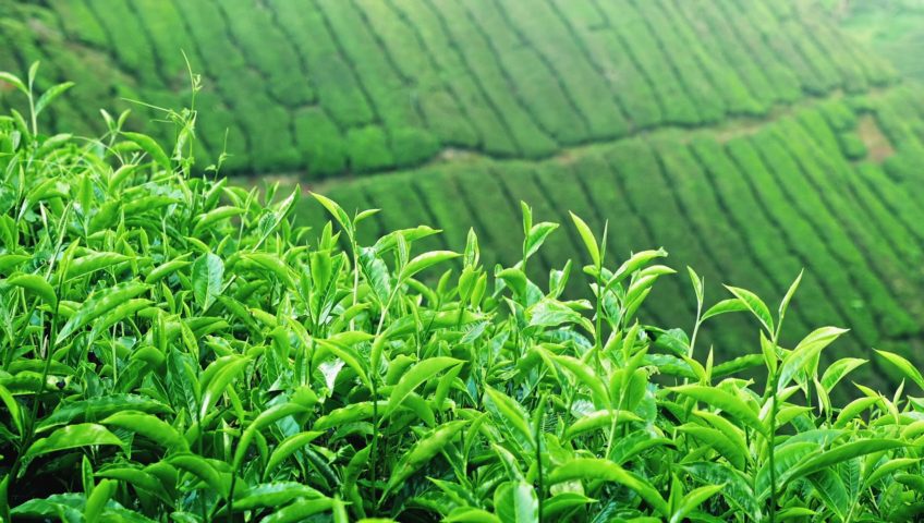 شروع کسب و کار چایسازی با درآمد ماهانه 60 میلیون با سرمایه 80 میلیون